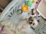 狗