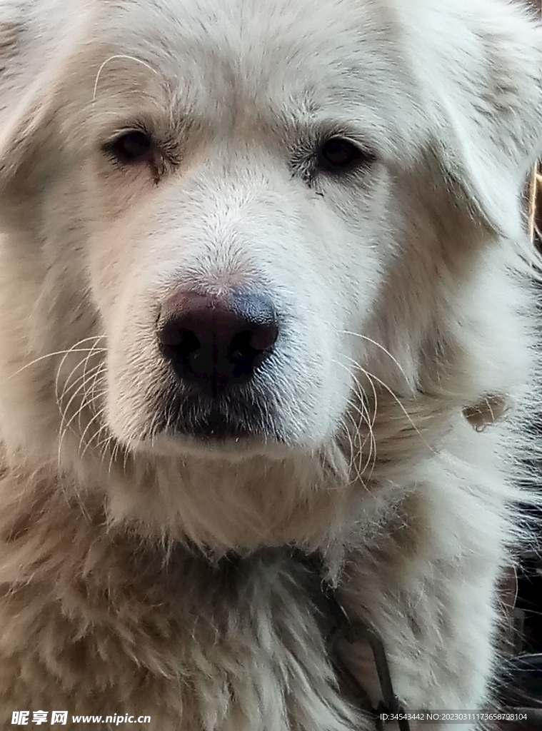 狗