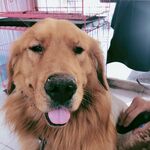 狗