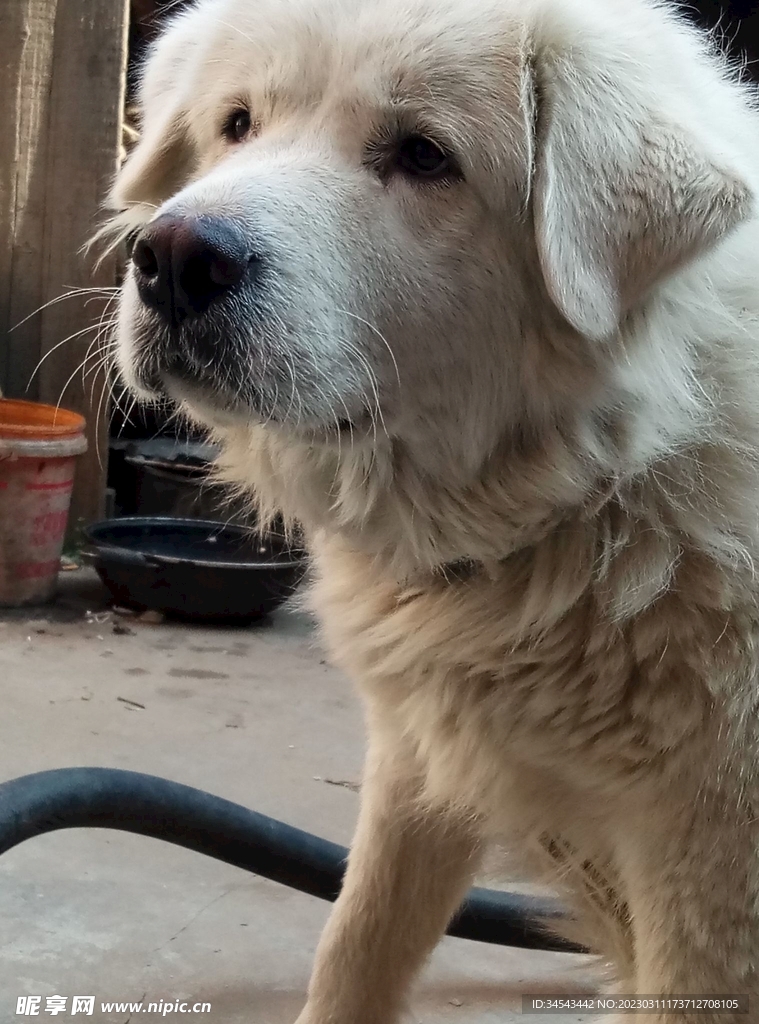 狗