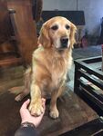 狗