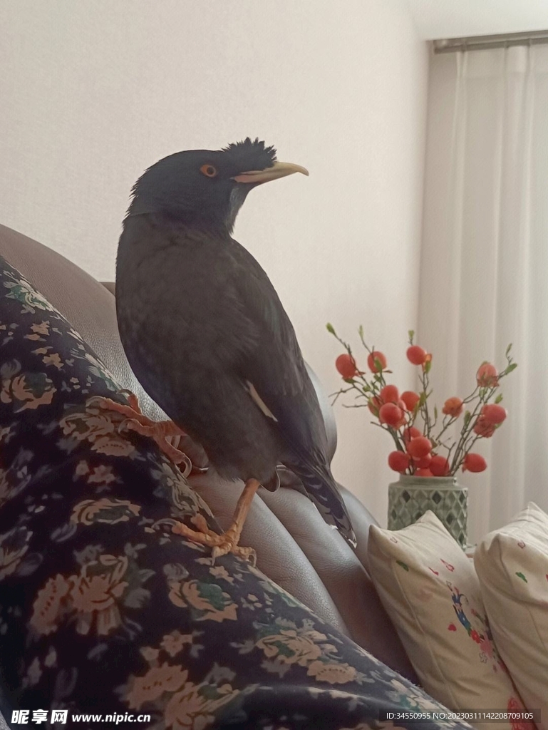鸟