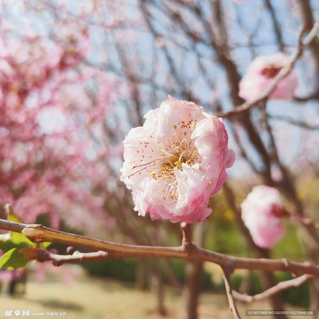 花