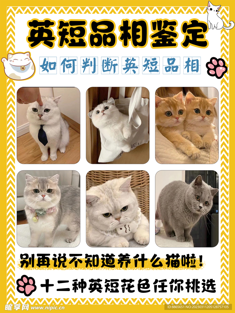 猫咪海报