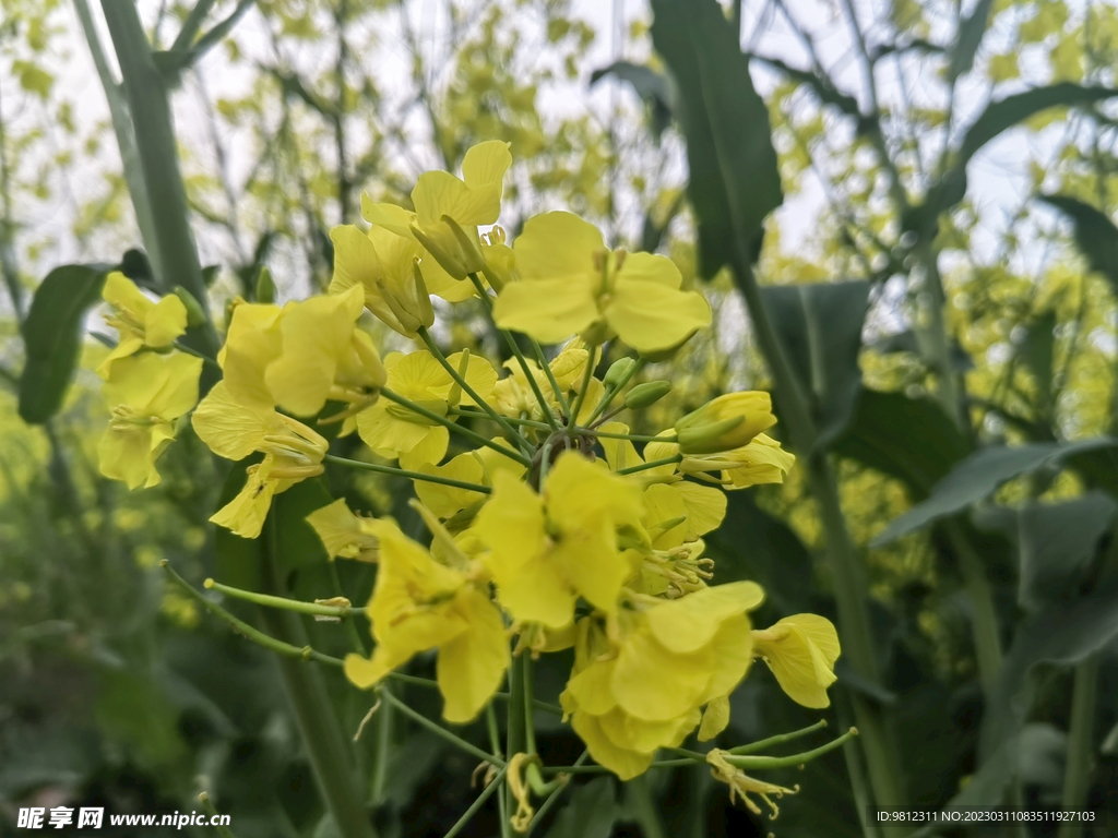 春天的油菜花