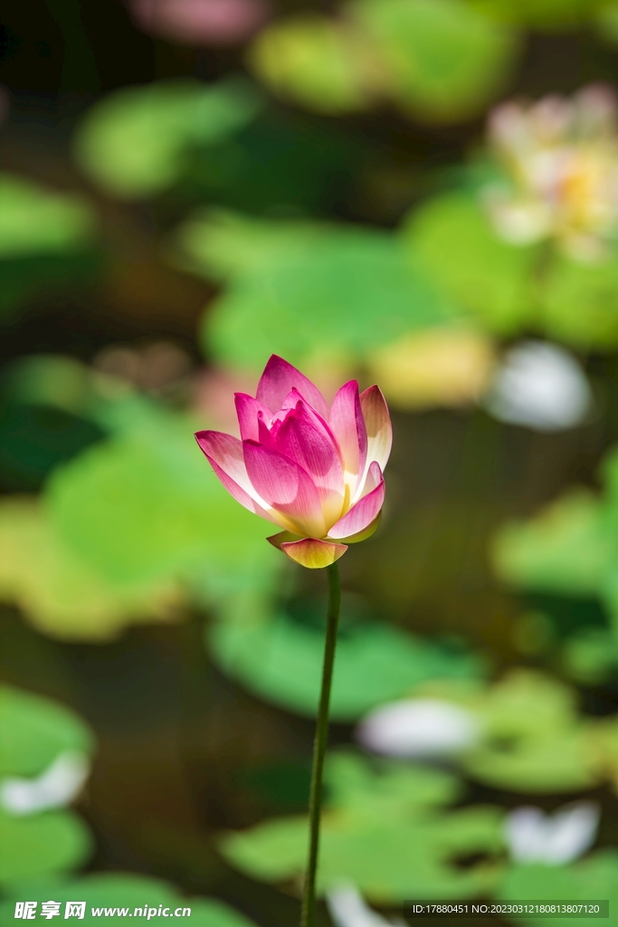 荷花
