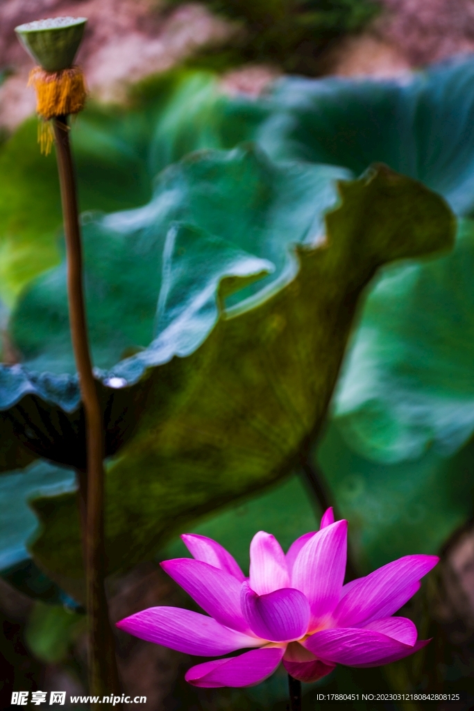 荷花