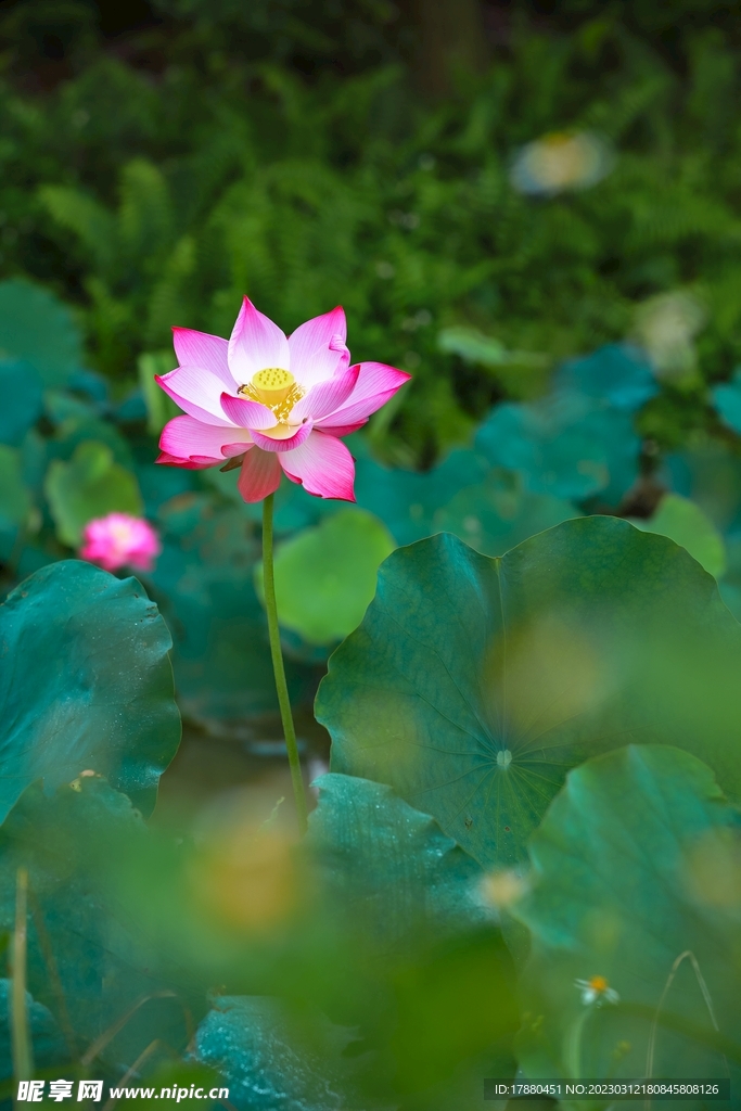 荷花