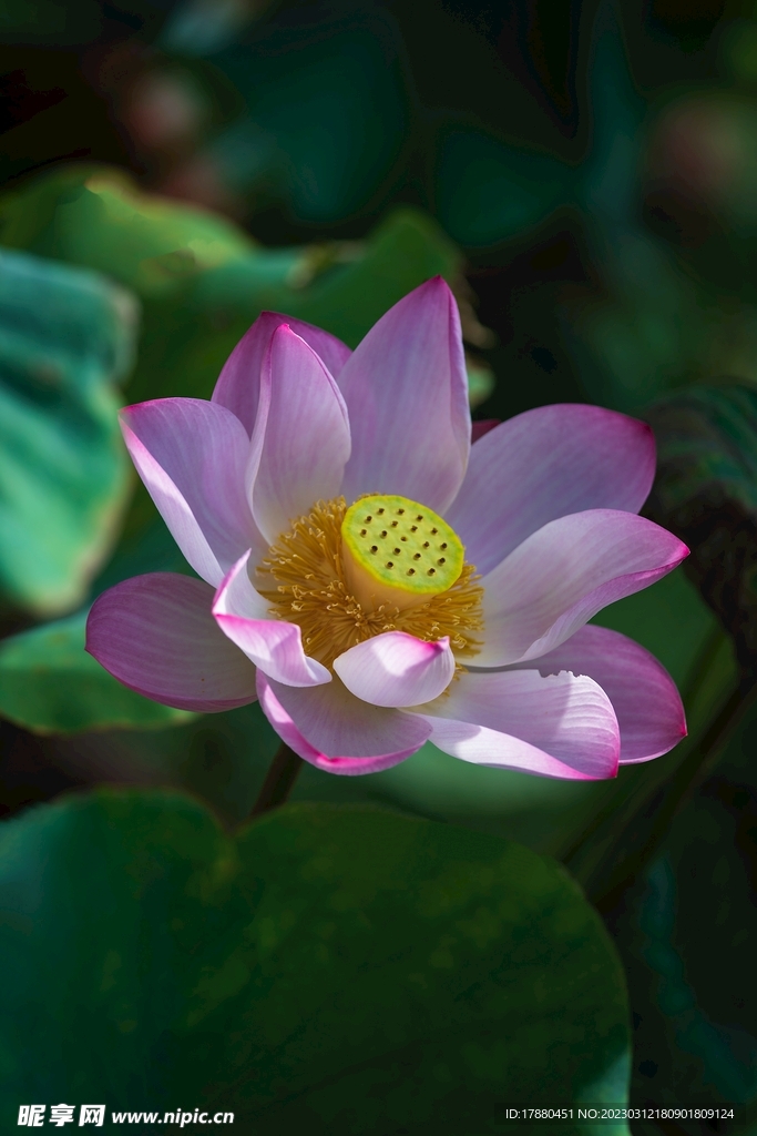 荷花