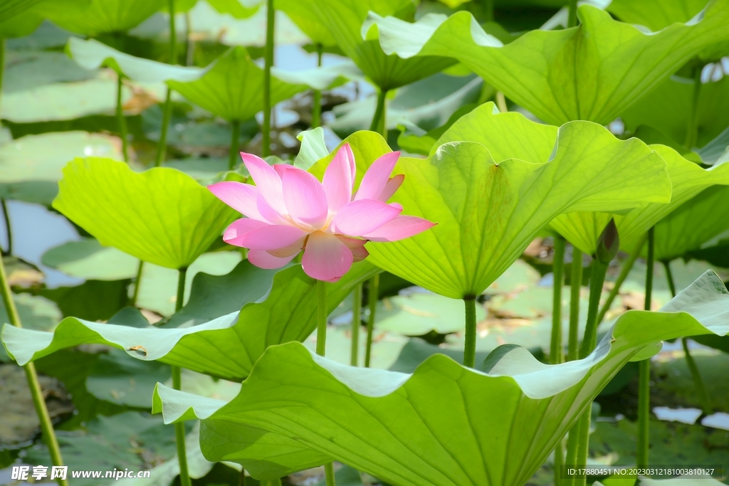 荷花