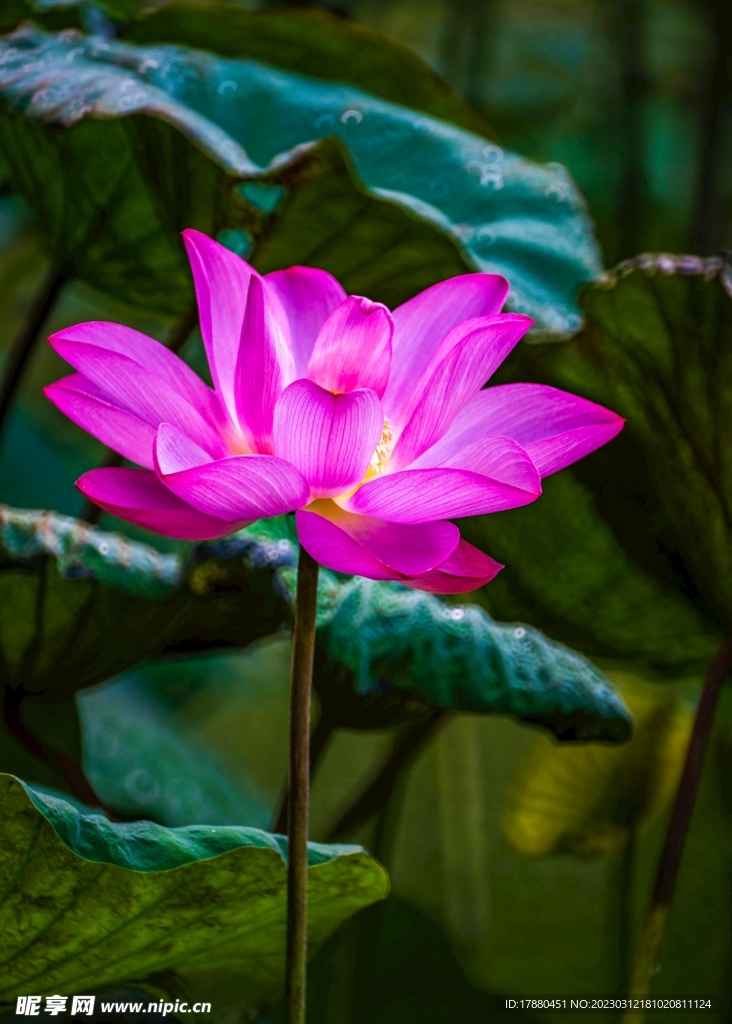 荷花