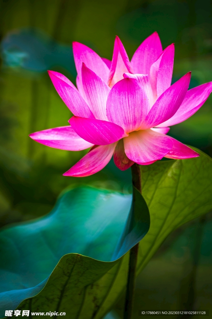 荷花