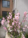 梅花