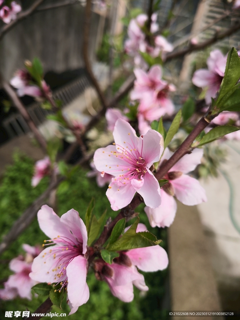 桃花