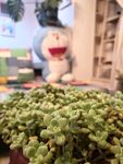 丸叶姬秋丽多肉植物