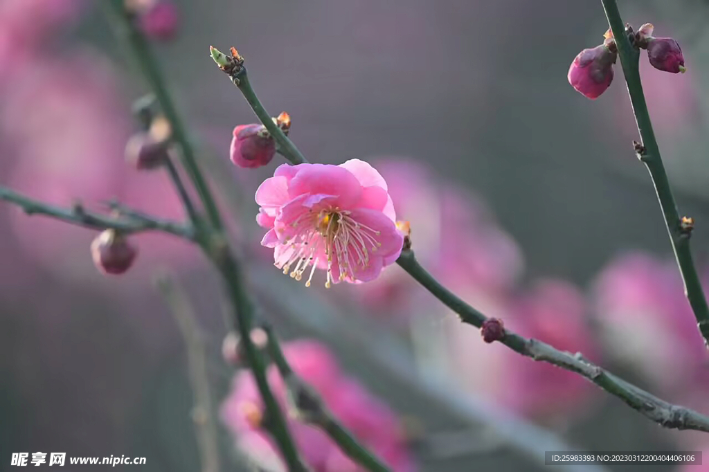梅花三弄