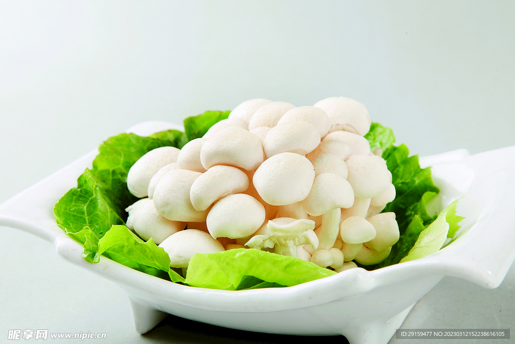 白玉菇
