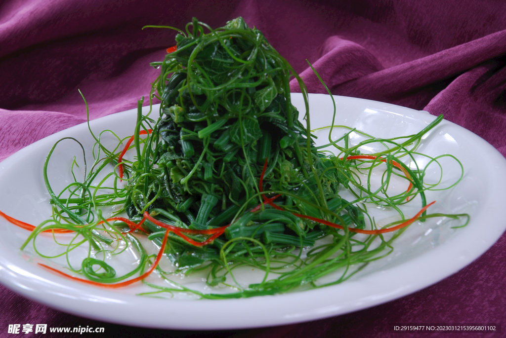 碧波龙须菜
