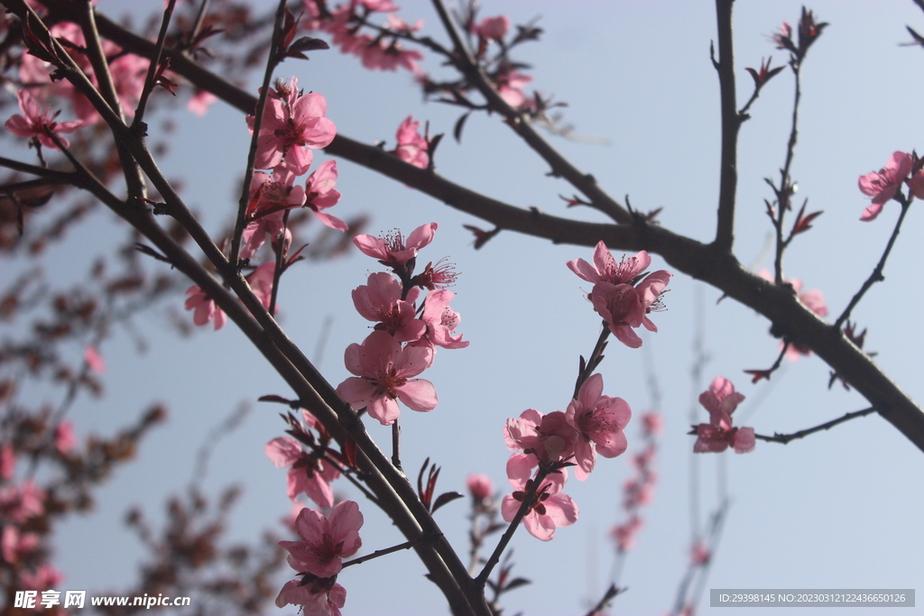 桃花