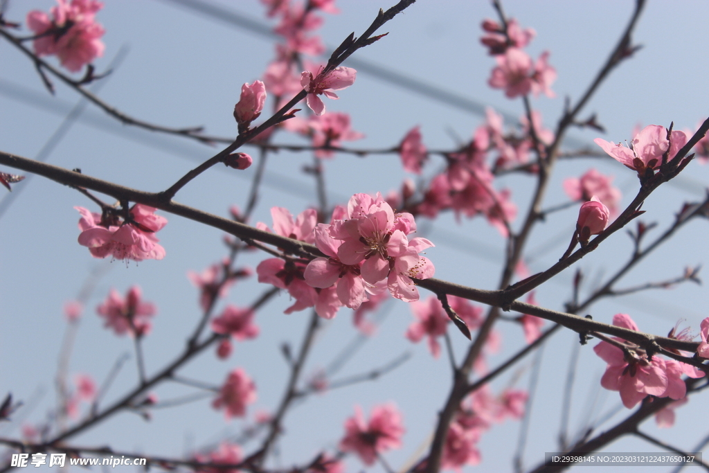 桃花