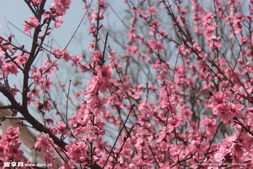 桃花