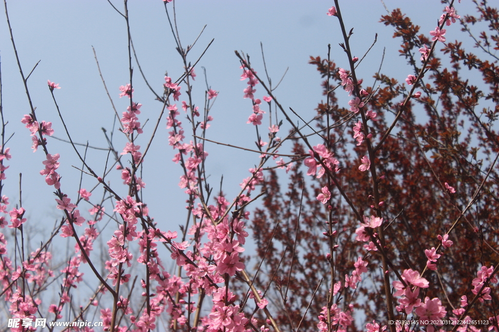 桃花