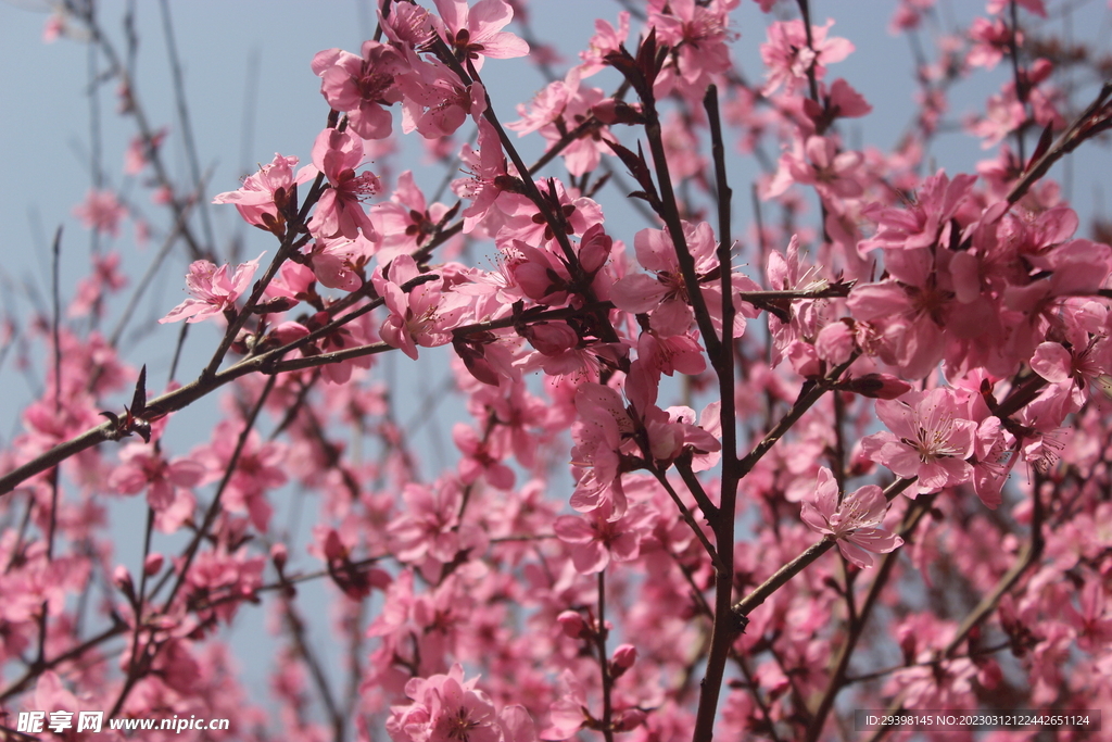 桃花