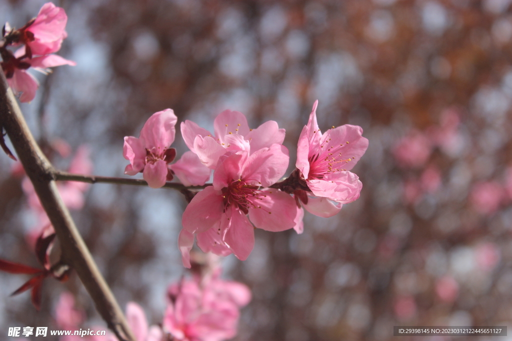 桃花