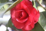 茶花