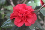 茶花