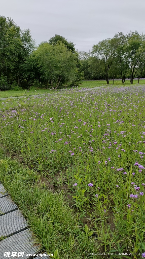 大黑河岛桥下鲜花草地