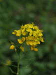 菜花