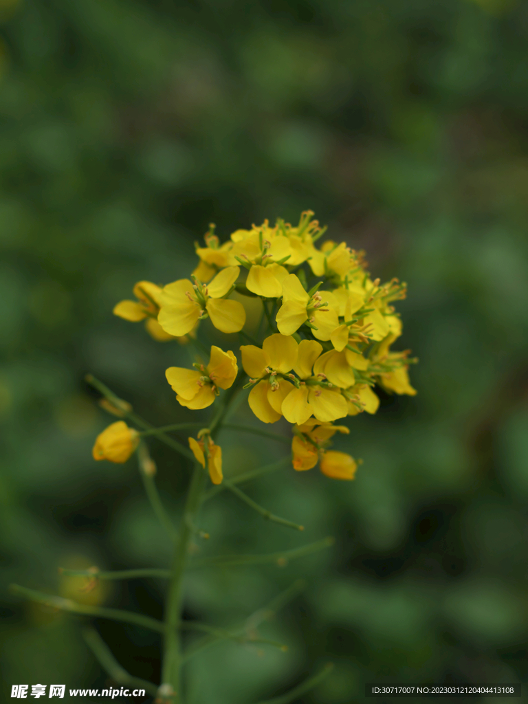 菜花