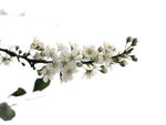 一支李子花