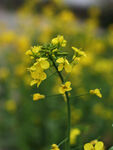 一支油菜花