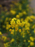 油菜花摄影
