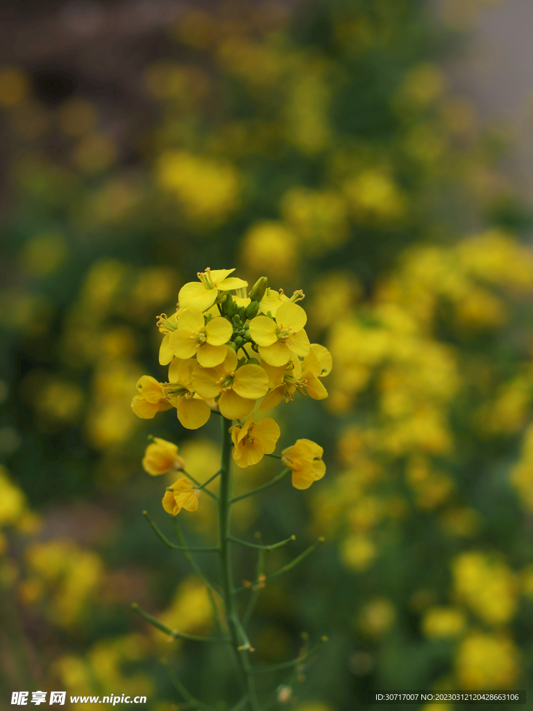 油菜花摄影