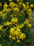 自然风光油菜花