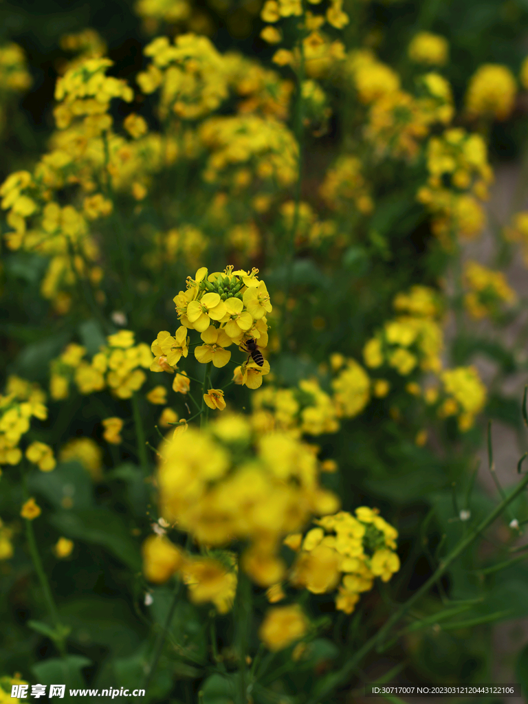 自然风光油菜花