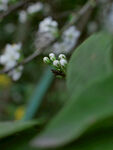 李子花的花苞