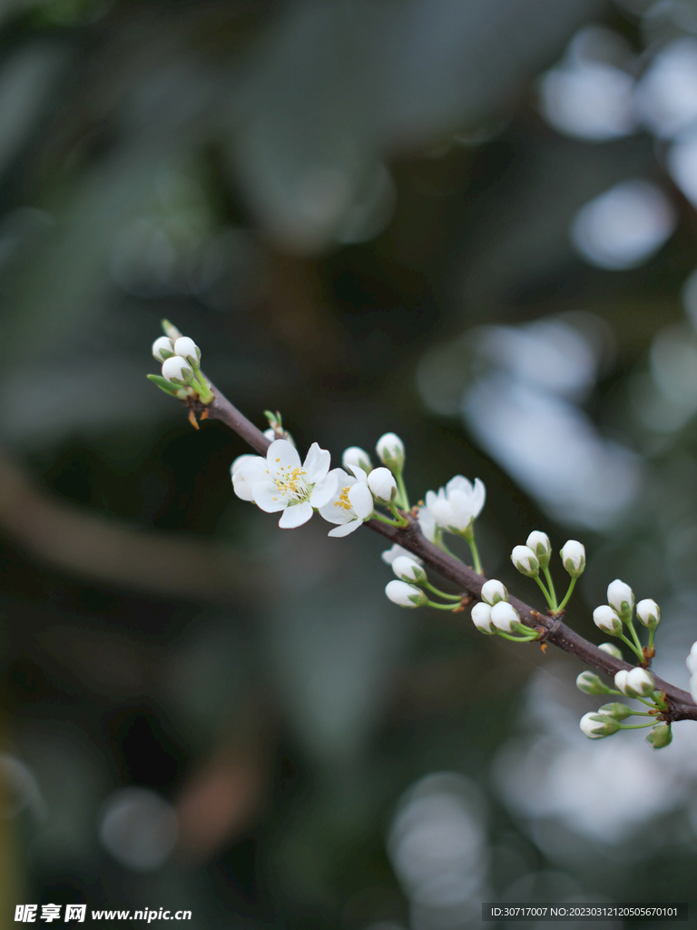 一支李子花