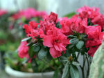 杜鹃花