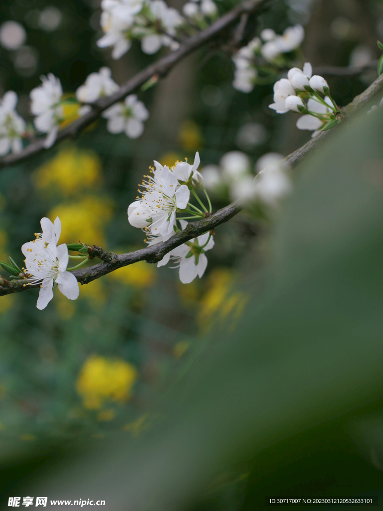李子树开花