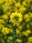 油菜花
