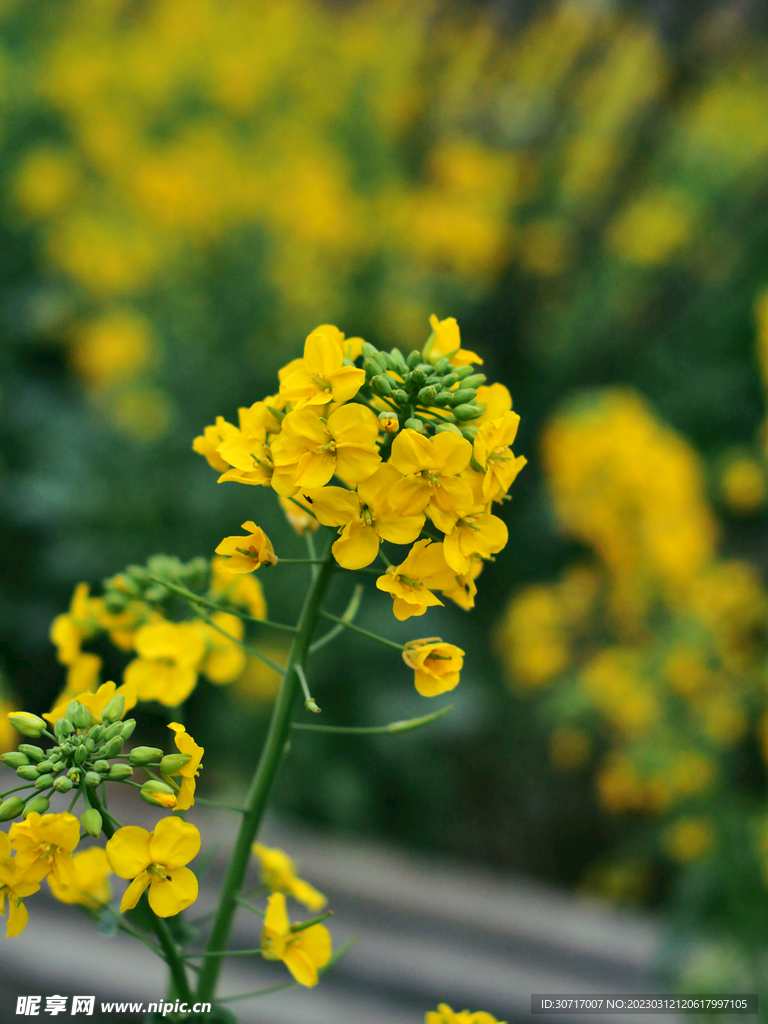 油菜花图片