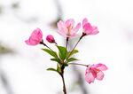 花卉