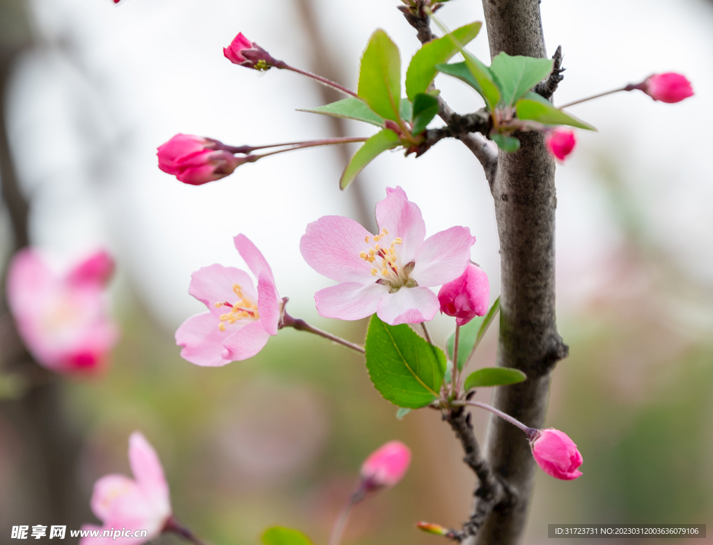 桃花