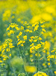 油菜花