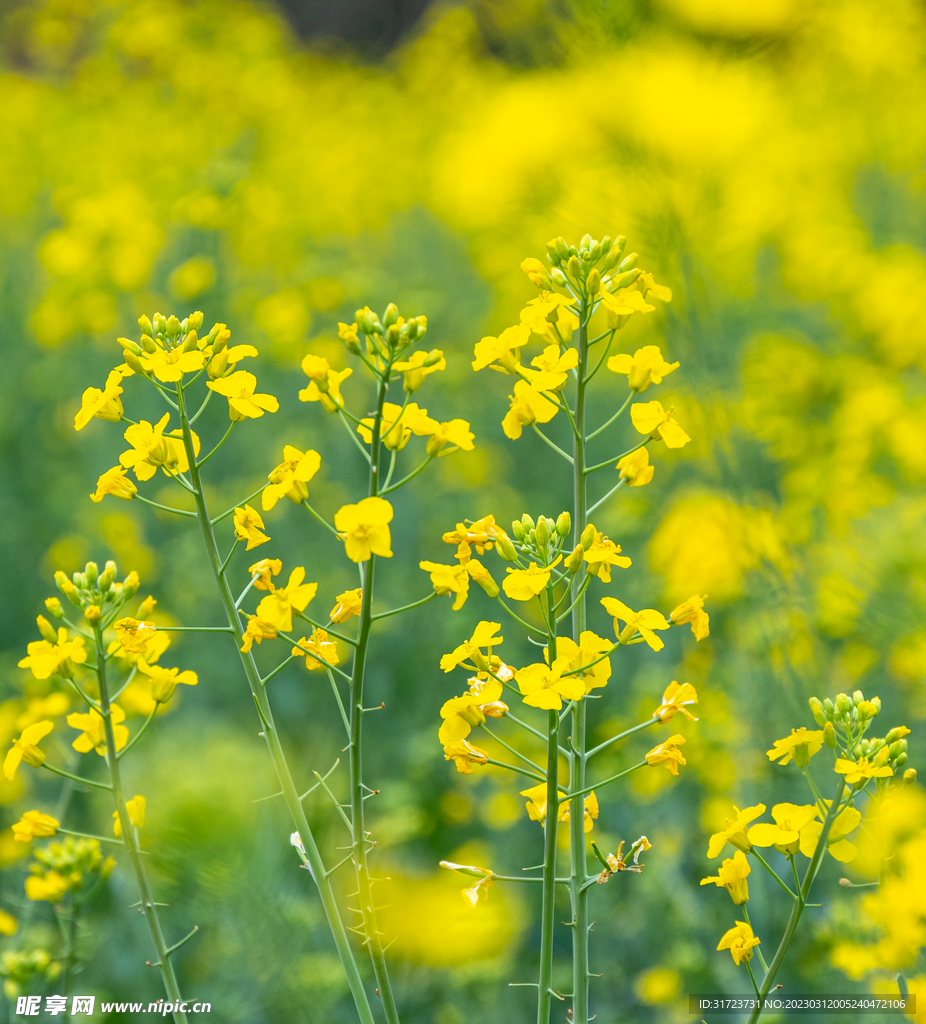 油菜花 