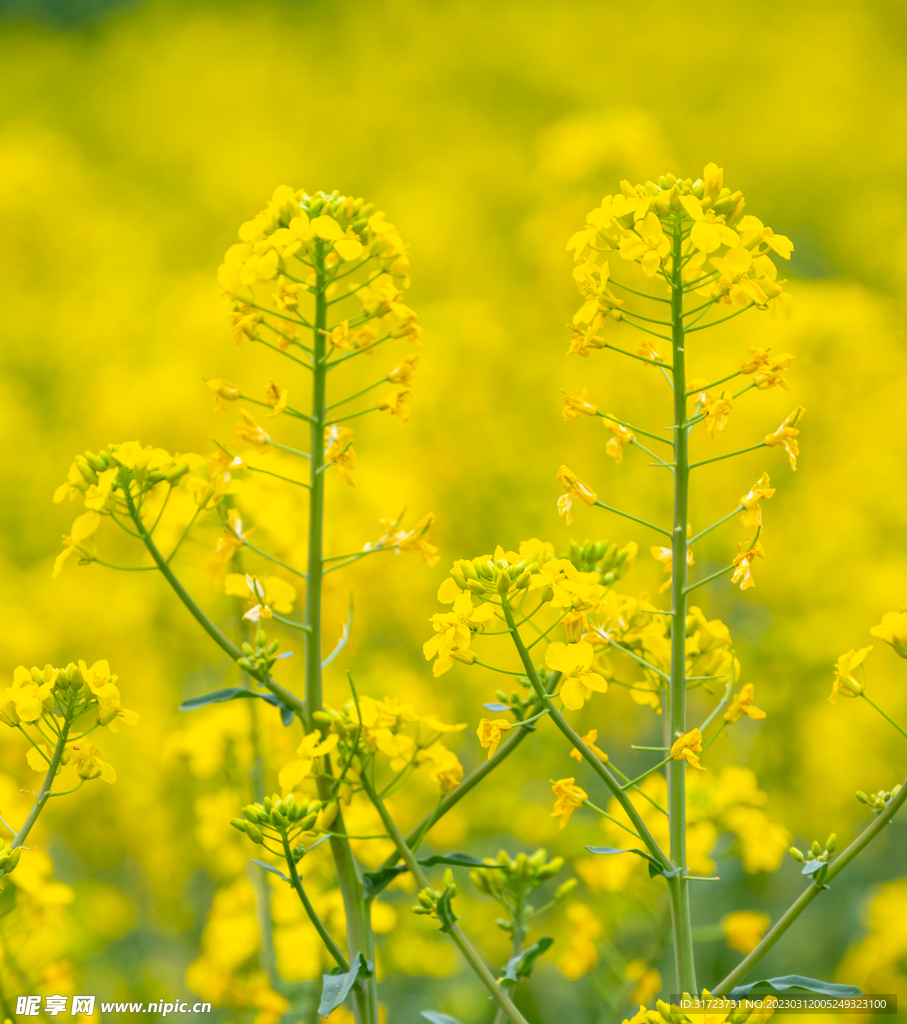 油菜花 